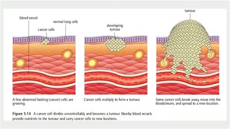 CELL CYCLE CHECKPOINTS Amoeba Sisters Cell Cycle Problems