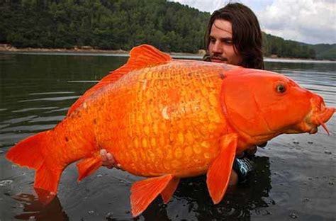 Giant Koi Fish Koi Pond Giveaway Koifishforsalenearme
