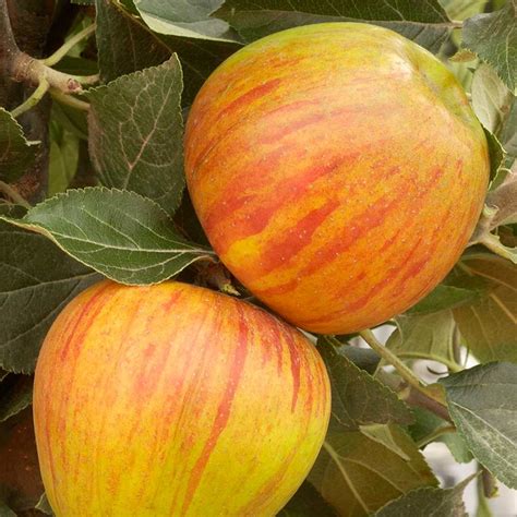 L automne la saison idéale pour planter les arbres fruitiers Mon