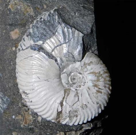 UK fossils including British ammonites - Fossils Direct