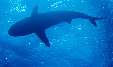 Great Barrier Reef Sharks Underwater