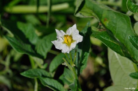 La Flora Del Parco Regionale Di Montevecchia E Della Valle Del Curone