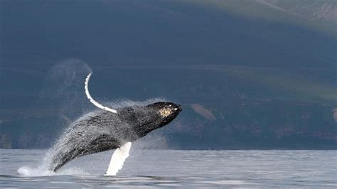 Unlocking The Underwater Singing Secrets Of Baleen Whales A New