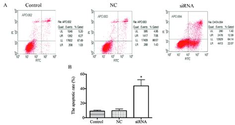 Effect Of Lncrna Uca1 On Hela Cell Apoptosis A Flow Cytometry Graph Download Scientific