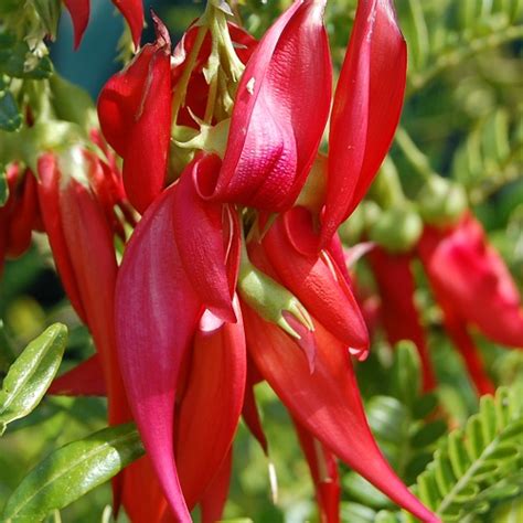 clianthus maximus red parrots beak growing  seeds