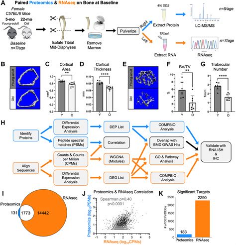 A Proteomics Approach To Study Mouse Long Bones Examining Baseline