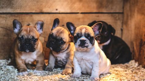 How to buy a puppy safely and responsibly - what to look out for ...