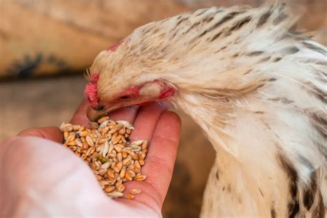 Peut on donner du blé aux poules