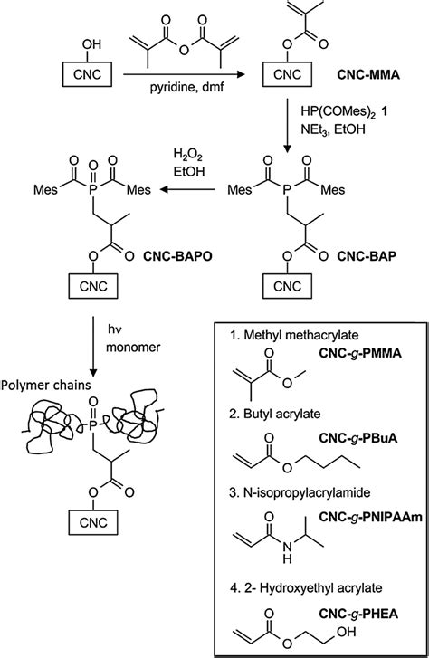 Scheme Functionalization Of Cellulose Nanocrystals With A Bapo