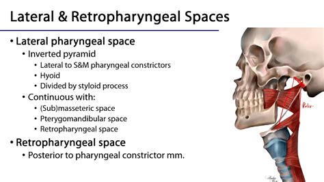 Lateral Pharyngeal Space