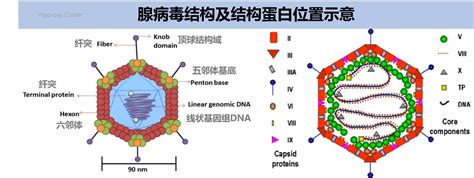 呼吸道病毒2腺病毒病原学1 知乎