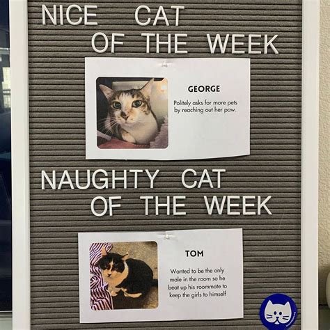 Heaven on Earth's Perry's Place goes viral for 'nice and naughty' cat