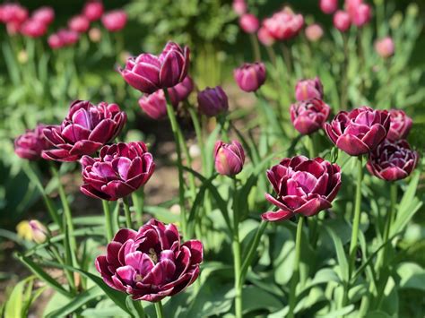 Тюльпан Dream Touch - Твой Сад Хостинг изображений