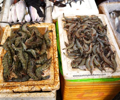 shrimps  short introduction  benefits yummy kitchen