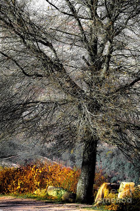 Naked For The Winter Photograph By Edgar Laureano Fine Art America