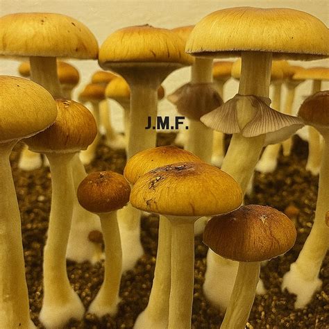 Jedi Mind Fuck Spore Syringe Mushroom Prints
