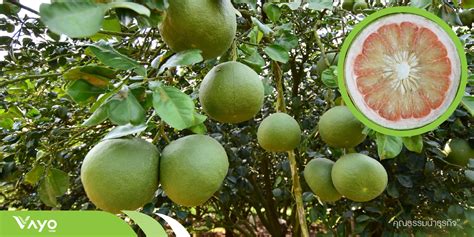 Citrus Maxima Burm F Merr Vayo Farm Blog