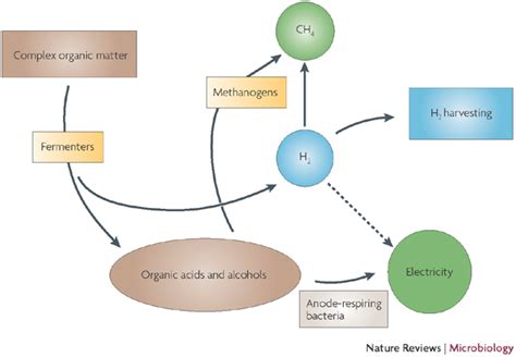 H2 Is A Central Focus For Syntrophy In Microbial Conversion