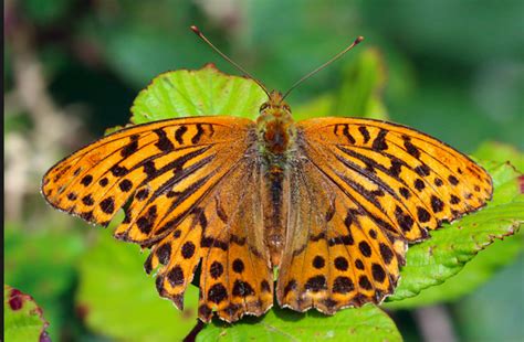 Orange Butterfly Identification Guide (With Photos) - Owlcation