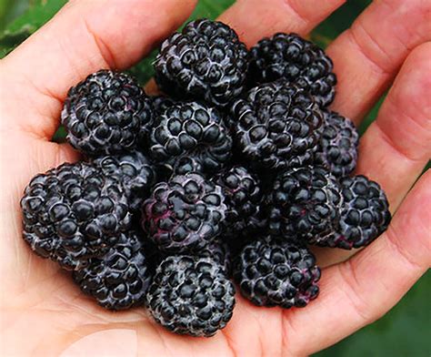 Малина Черный бриллиант: семена и саженцы купить | цена 350 руб.