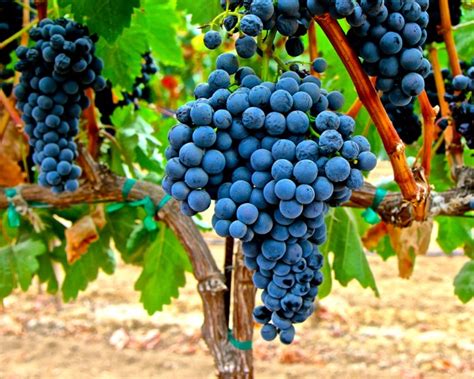 VARIETAL FOCUS: TEMPRANILLO | Lodi Growers