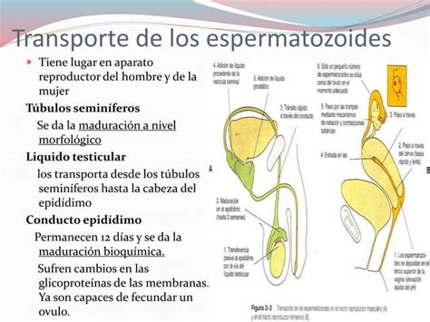 Transporte De Los Gametos Y Fecundacion Ppt