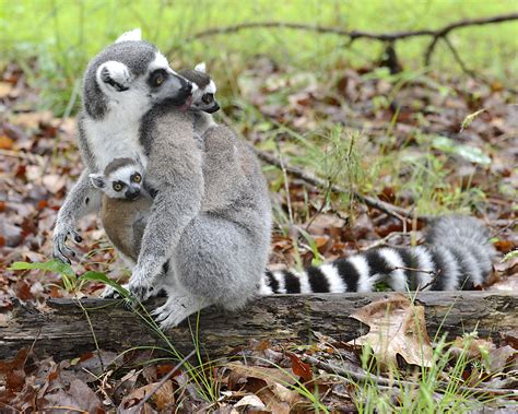 For Lemurs Sex Role Reversal May Get Its Start In The Womb