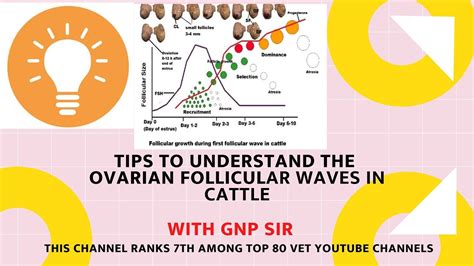 Understanding Follicular Waves In Cattle Youtube