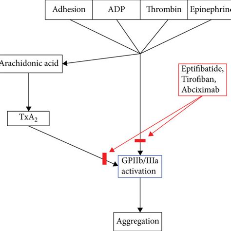 Flow Chart Demonstrating Platelet Activation Via Gp Iib Iiia