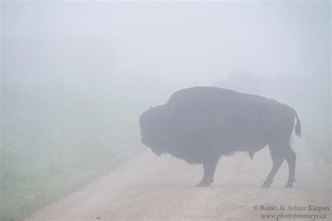 Bison in the mist - Riding Mountain | Photo Journeys