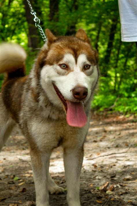 how to care for a husky dog