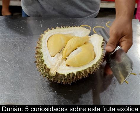 Duri N Curiosidades Sobre Esta Fruta Ex Tica