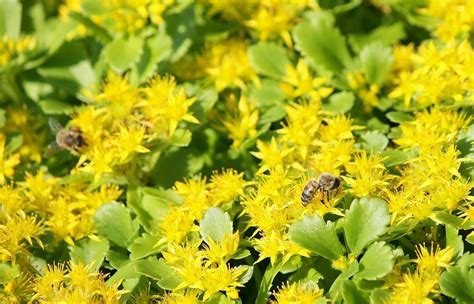 Sedum Ellacombianum 213 Seeds Hardy Sedum Lots Of Yellow Flowers In