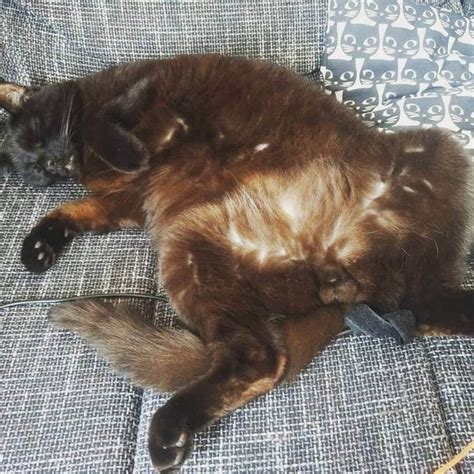 How To Tell The Sex Of A Kitten Tips Tricks The Goody Pet