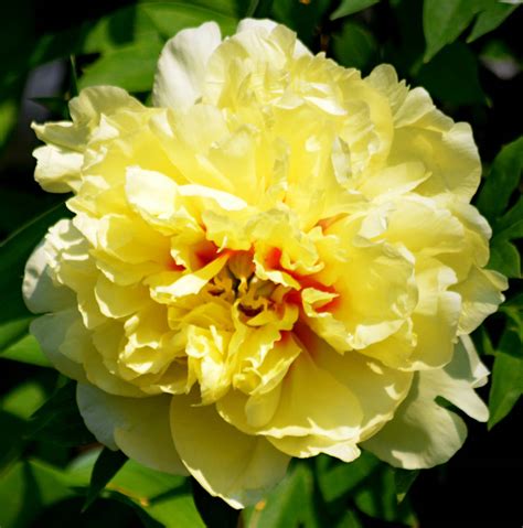 Yellow Peony by PennysPeanutGallery on DeviantArt