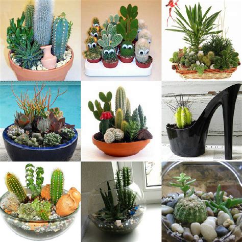 Кактусы в одном горшке: правила составления композиций и фото идеи мини ...