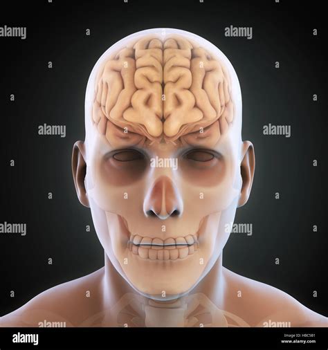 Human Brain Anatomy Stock Photo Alamy