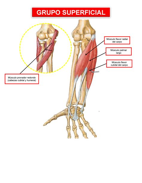 Musculo Flexor Cubital Del Carpo