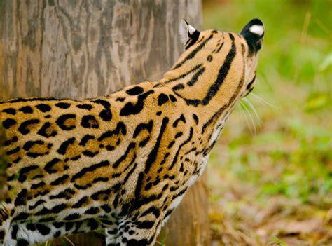 Ocelot | Starmind Conservation