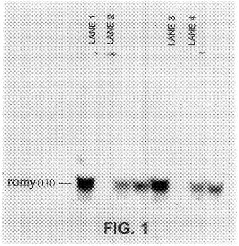 Compositions And Methods For The Diagnosis Prevention And Treatment Of