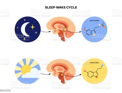 Sleep Wake Cycle Stock Illustration - Download Image Now - Rhythm ...