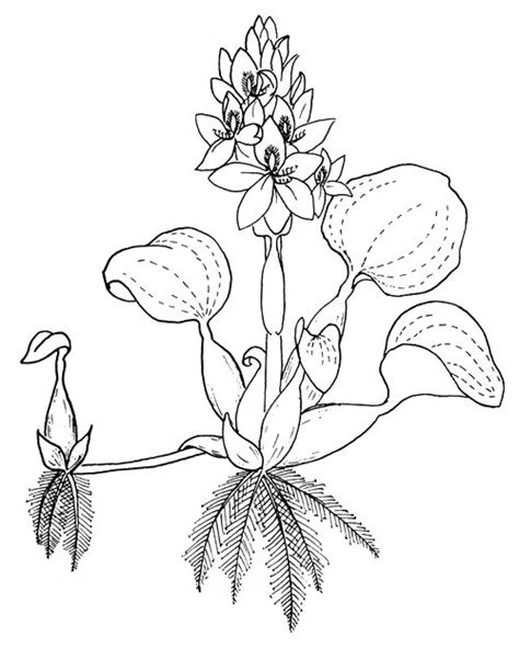 Top More Than 175 Water Hyacinth Drawing Latest Nanoginkgobiloba Vn