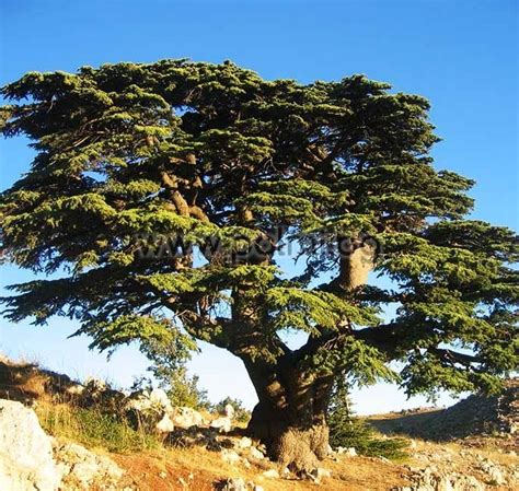 Cedrus libani, Ливански Кедър
