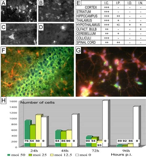 A To F Wnv Antigens In Different Regions Of The Mouse Cns Mice Were