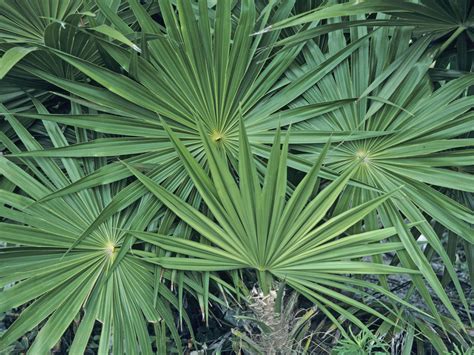 В чем особенность действия Saw Palmetto - Dobavki.ua