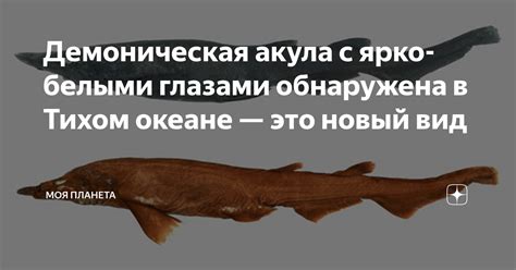 Демоническая акула с ярко-белыми глазами обнаружена в Тихом океане ...