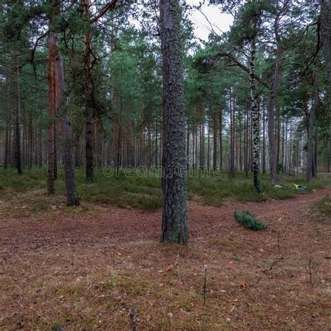 Naked Pine Tree Forest Before Winter Vintage Retro Look Stock Photo Image Of Environment