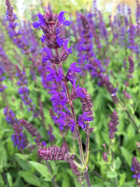 Виды Шалфея Фото С Названиями И Описанием – Telegraph