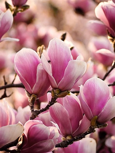 Alexandrina Japanese Magnolia Tree Flowering Trees