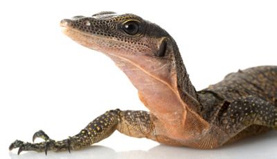 What Is The Best Monitor Lizard As A Pet - PetsWall